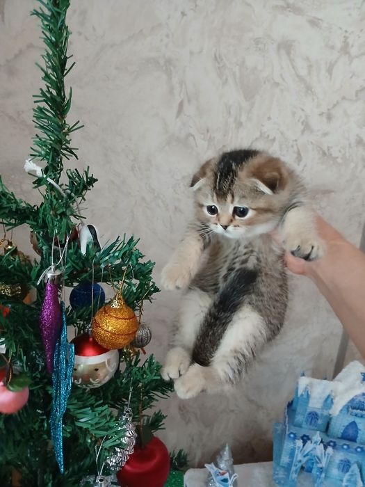 Продаю котят шиншил