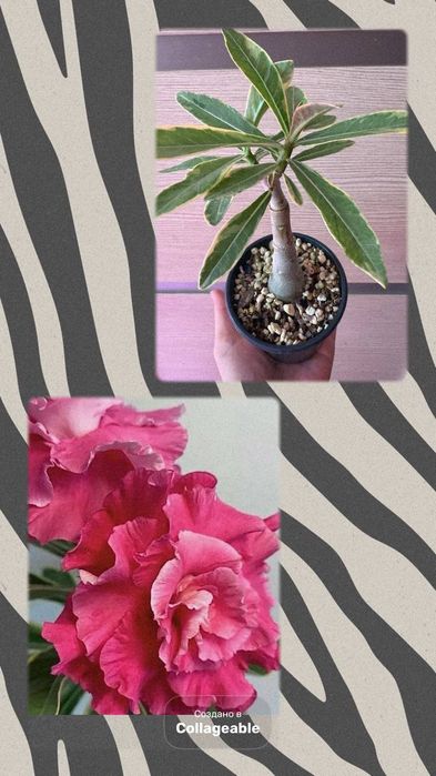 Продаю прививки сортовых адениумов