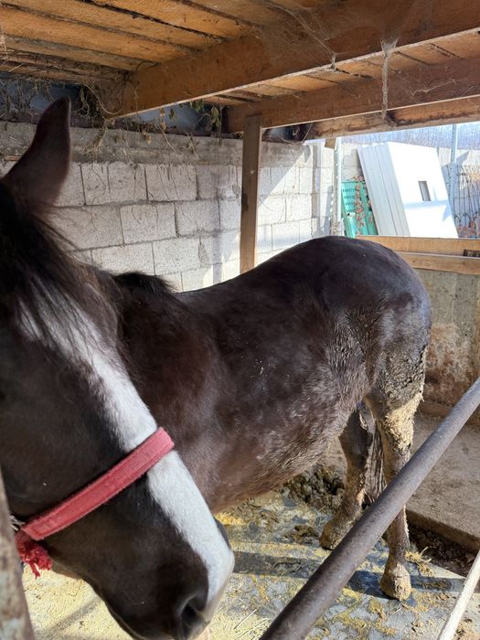 Кобыла Бие Лошадь