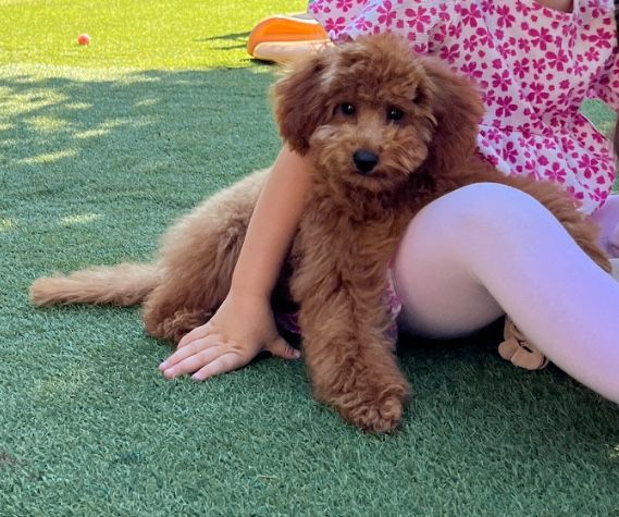 Poodle caniche maro pitic