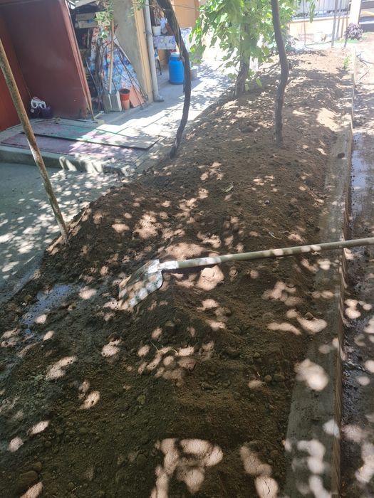 Pământ negru veget