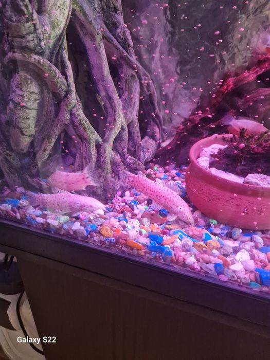 Продам таракатумов альбино.