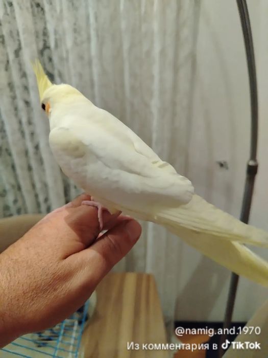 Ручные птенцы корелла