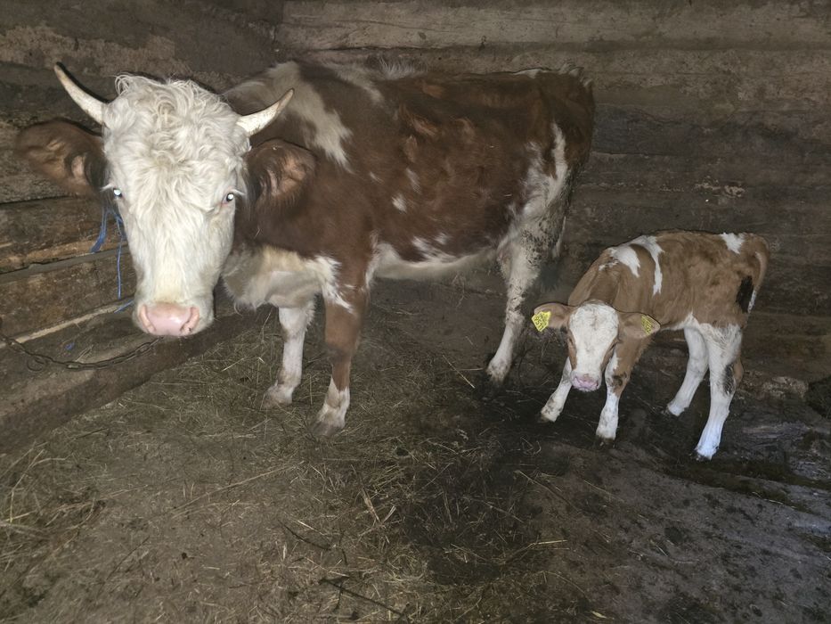 Vand vaca si juninca