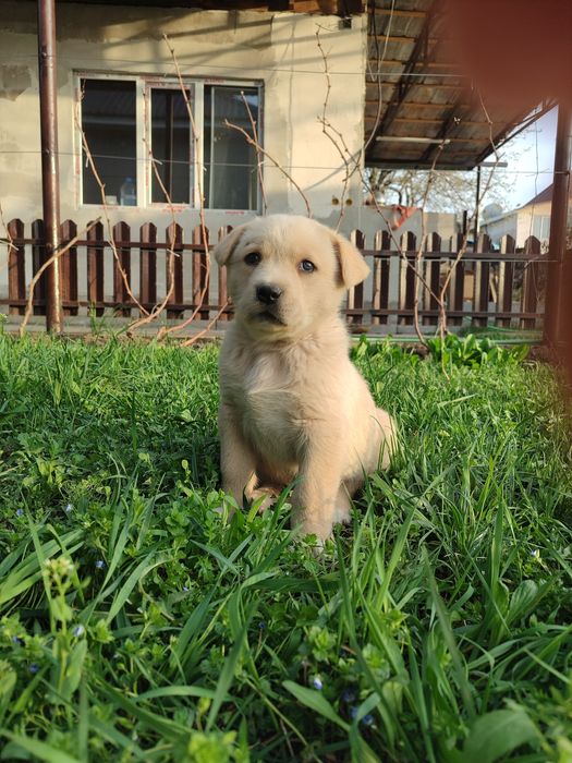 Продам щенков Алабая