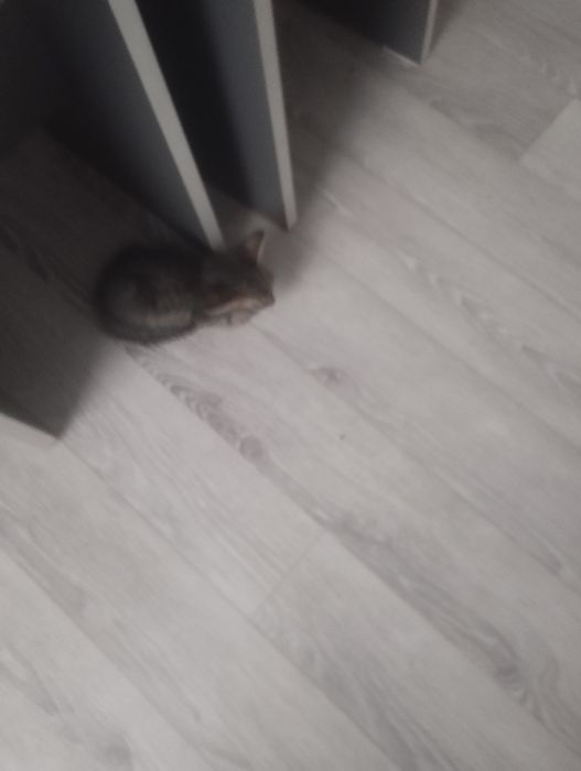 Котята в хорошие руки