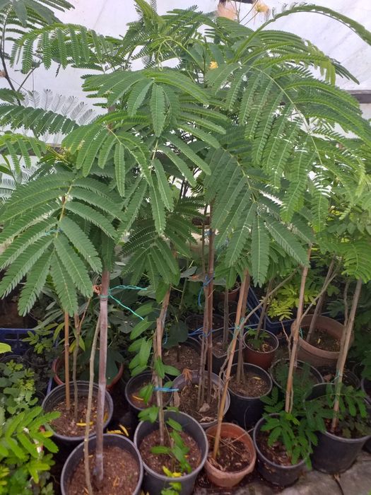 Vand puieti de tei arginti originali la balot de pământ și arbori de mătase la ghiveci