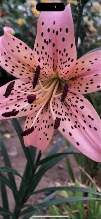 Bulbi de crin 5 lei buc