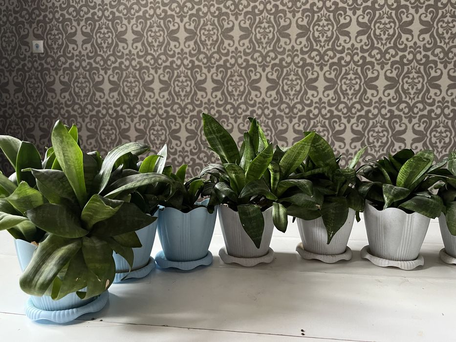 Цветы Гүл  комнатные Ростения Шымкент