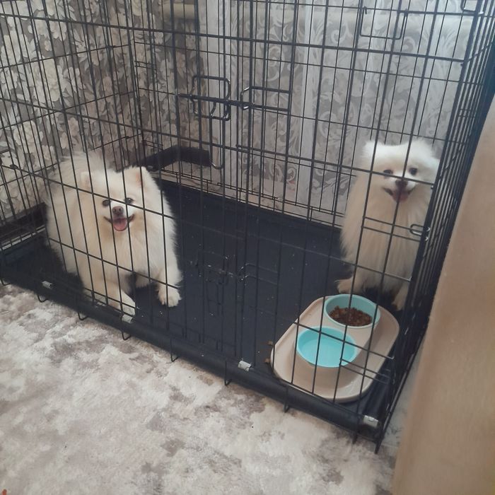 Вязка немецкий шпиц