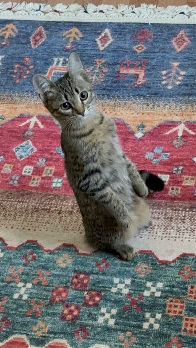 Отдам котят в добрые руки