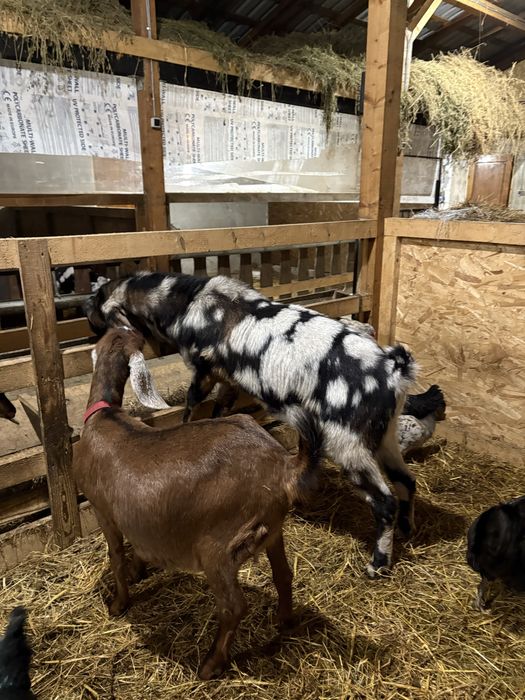 Capre Anglonubiene cu certificat de origine.