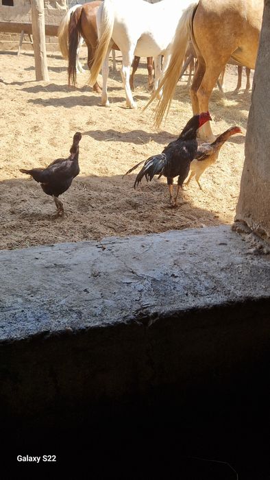 Тауық  сатылады срочно