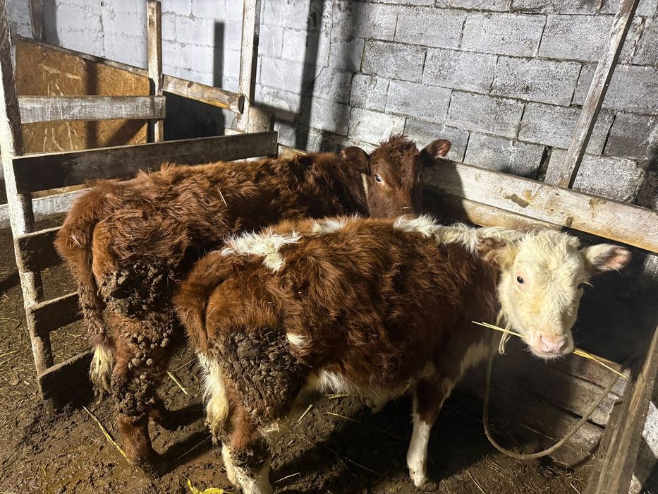 Продается КРС и бараны