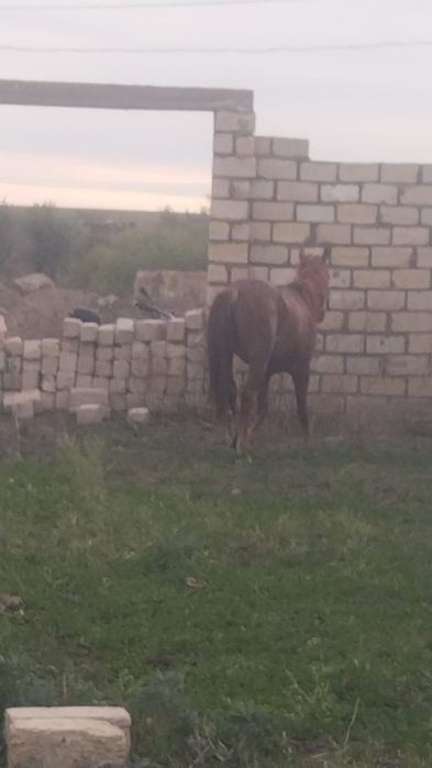 Айғыр сатылады, дөнен
