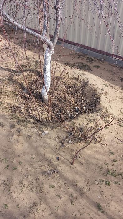 Продам саженцы Вишня