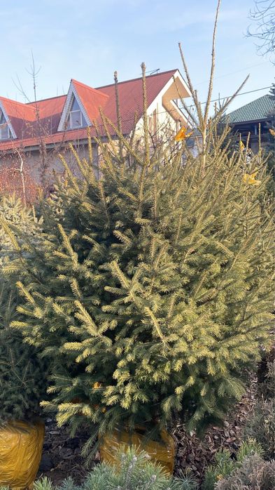 Новогодние живые ели