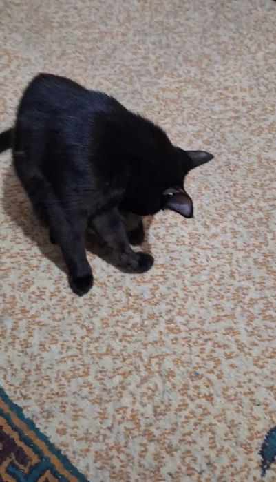 Элегантная чёрная красавица, 1 год, привита, паспорт, лоток+.