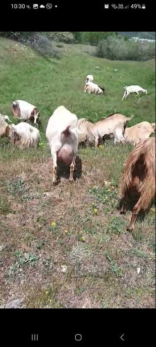 Млади кози 40 БР