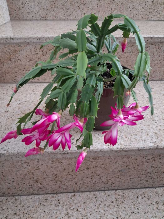 Стайни растения -Коледничета,  Драцена