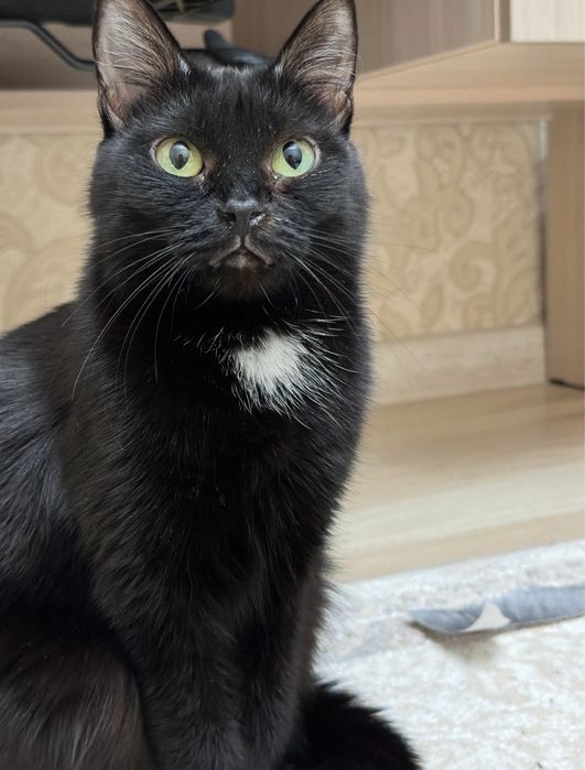 Отдам взрослую кошку