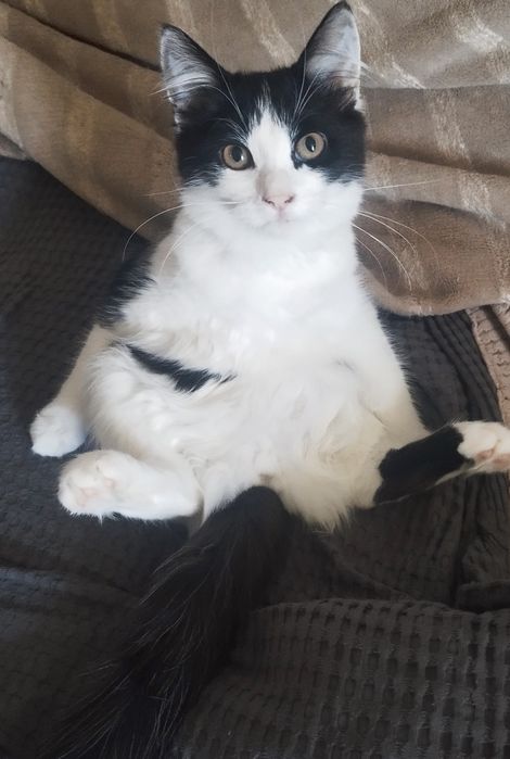 Отдам котят девочек  Срочно нужен Дом