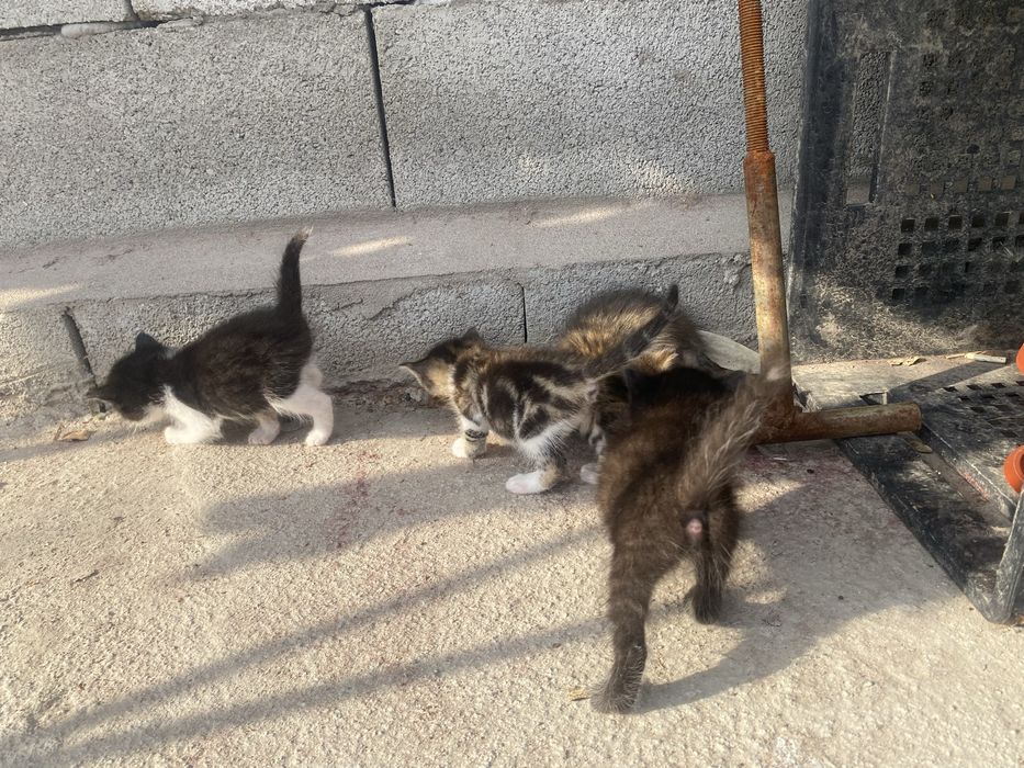 котята домашние.
