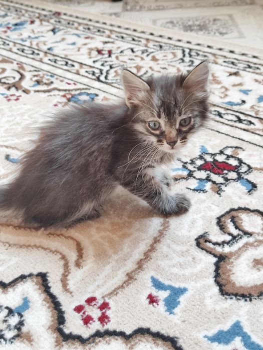 Отдам котят в добрые руки