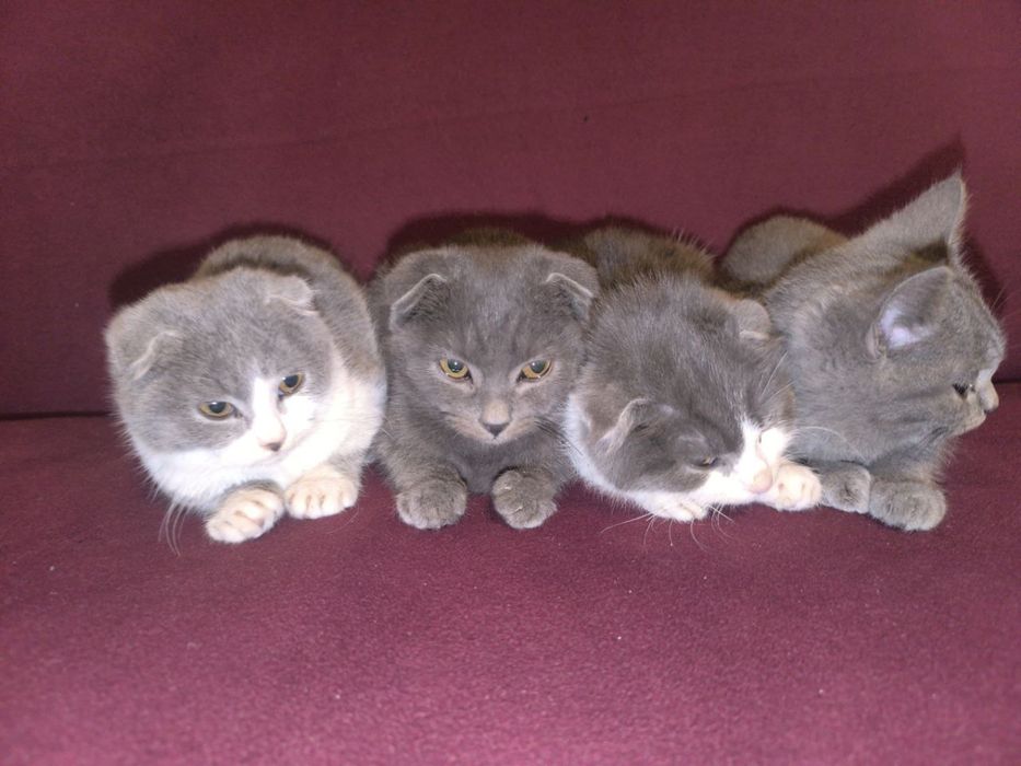 Mushuk bolasi oq va seriy aralash rang