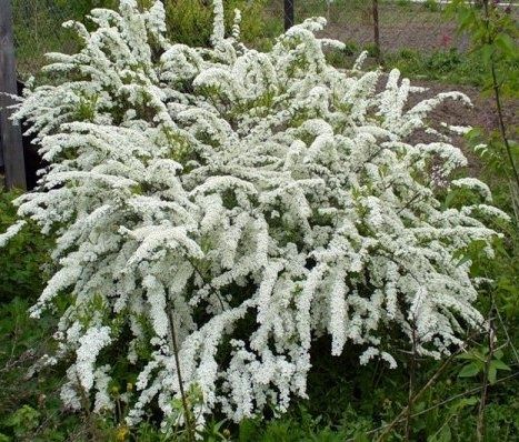 Красивоцветущие кустарники