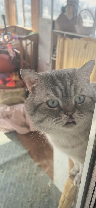 Британские котята мальчики