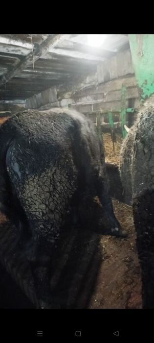 Продам быков. С. Озерное