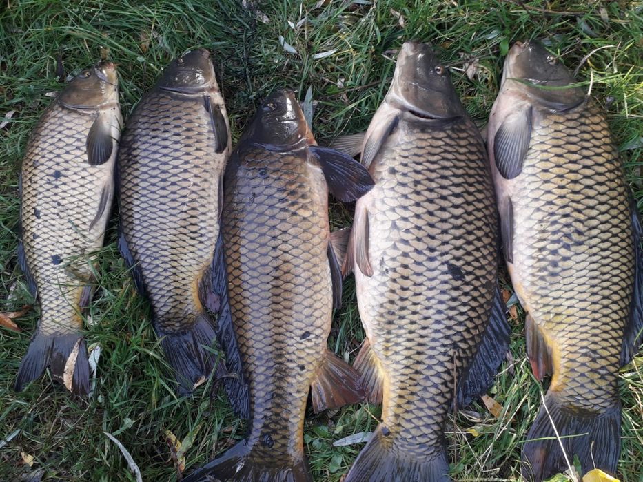 Puiet Crap Salbatic Vara  a  1  a. 2026 10 000 bucăți