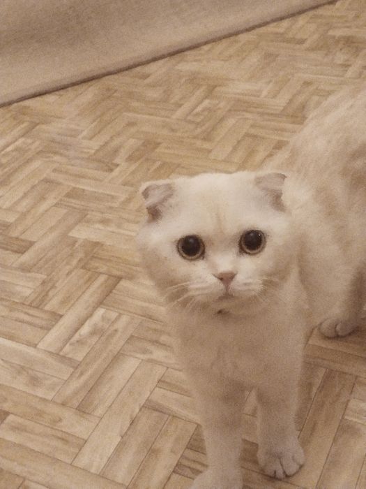 Skotch fold mushuk sotiladi