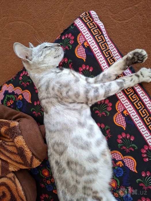 Bengal mushuk sotiladi