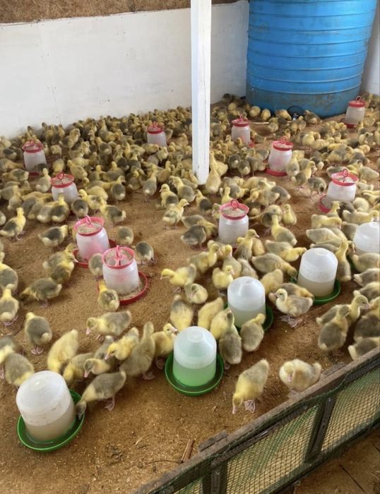 Продам Гусята …….
