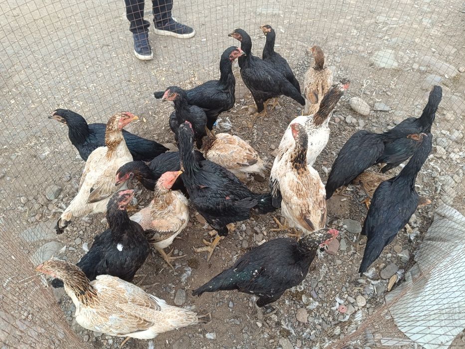 Продам даканих 20шт