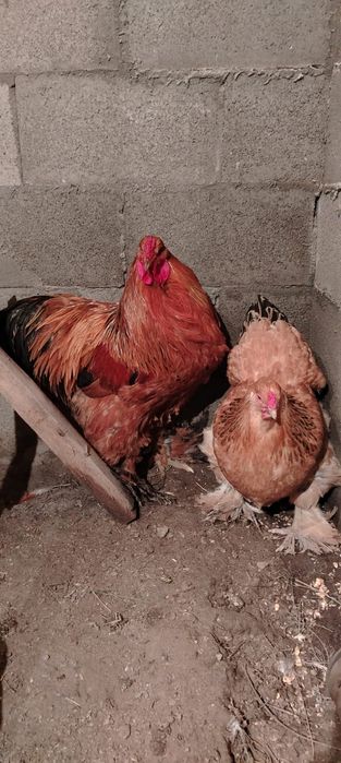 Брама тауық кораз дар сатылады