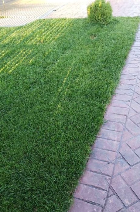 Vând plante ornamentale