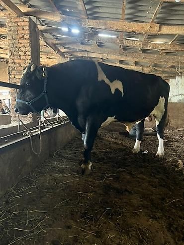 Продаются Коровы.