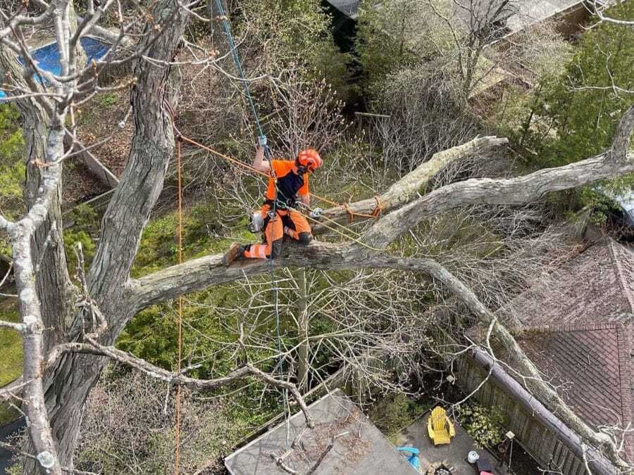 Режем ОПАСНИ дървета