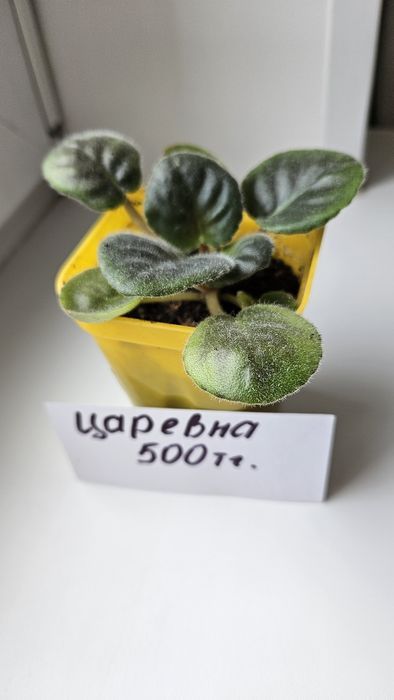 Продам фиалки сортовые