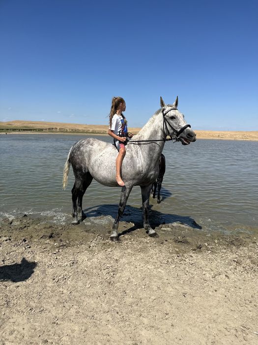 Продам Орвску  кобылу жерёбую