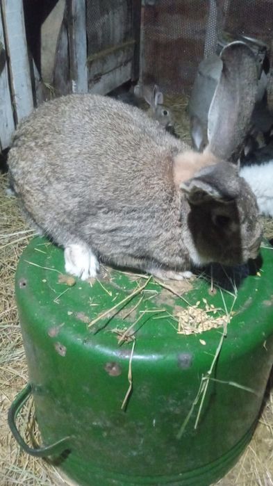 Продам рабочего крола..