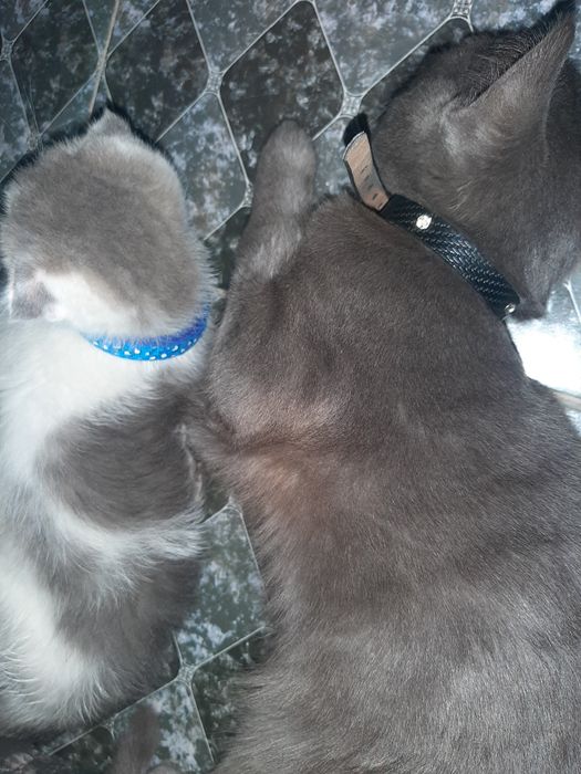 Mushuk Strayt qiz bola