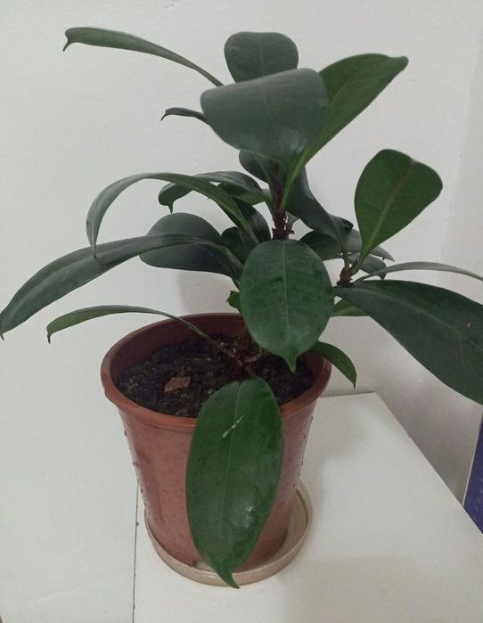 ФИКУС цветок  разновидность