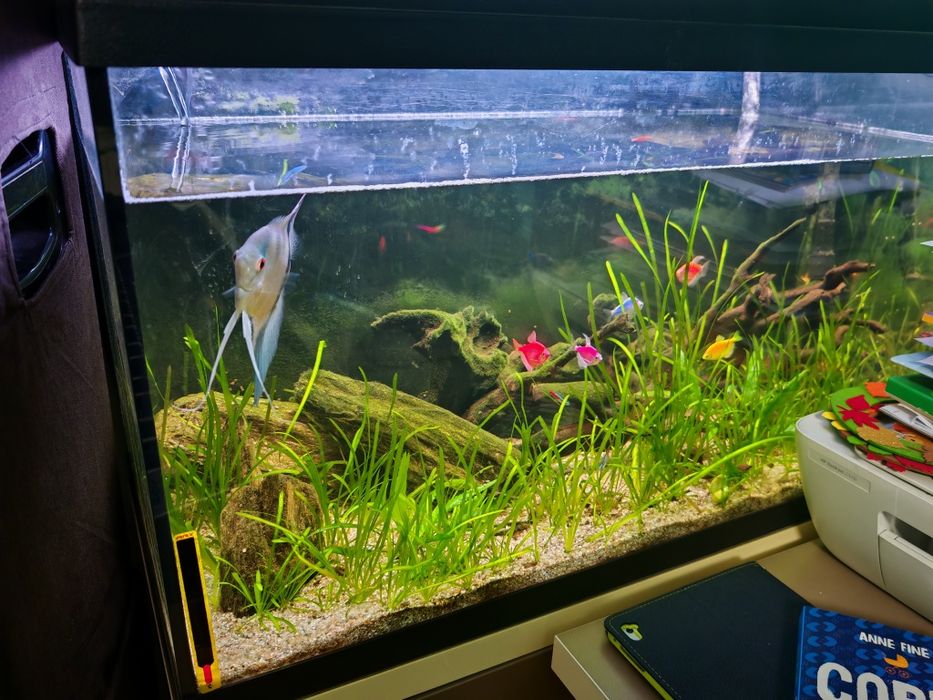 Vând acvariu 126 l eheim cu filtru extern
