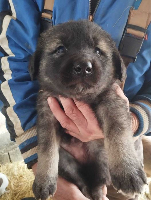 Отдам щенят бесплатно