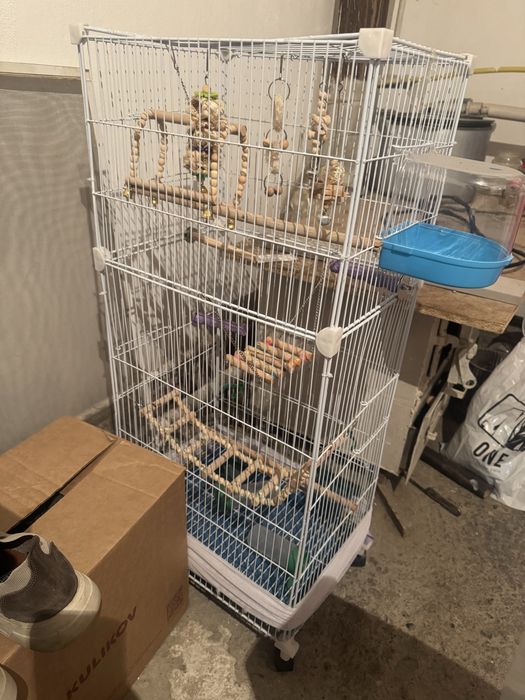 Попугаидын ұясы бар