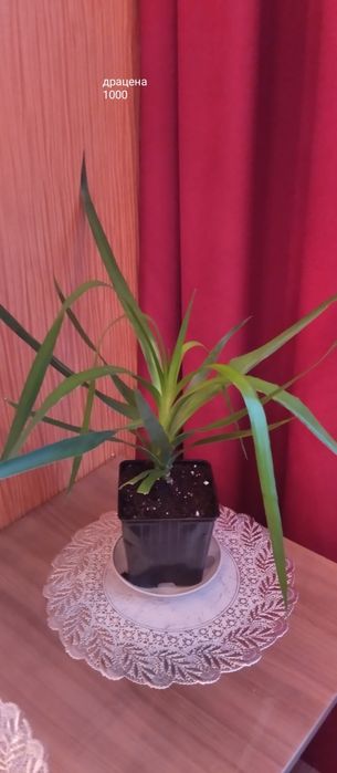 Предлагаю цветы комнатные.